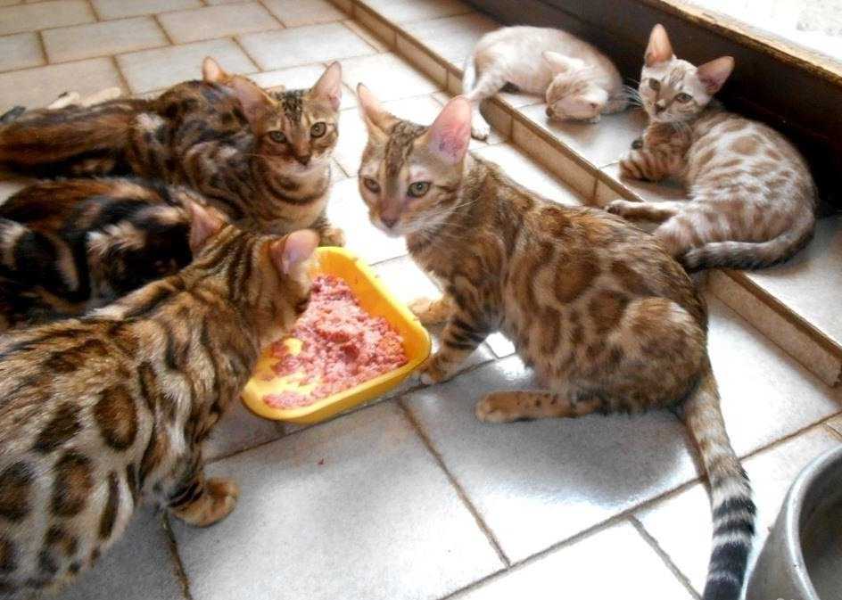 Как и чем кормить бенгальского котенка: меню по возрастам