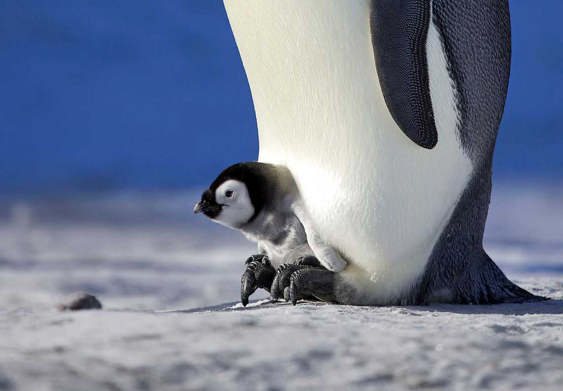 Неуклюжие и такие милые: интересные факты о пингвинах :: инфониак