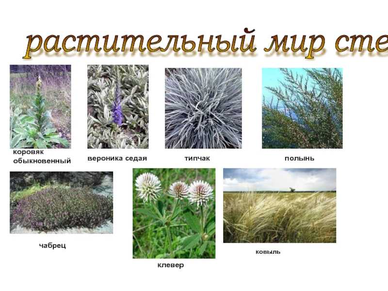 Растительный мир степи: его основные представители и их описание степных растений