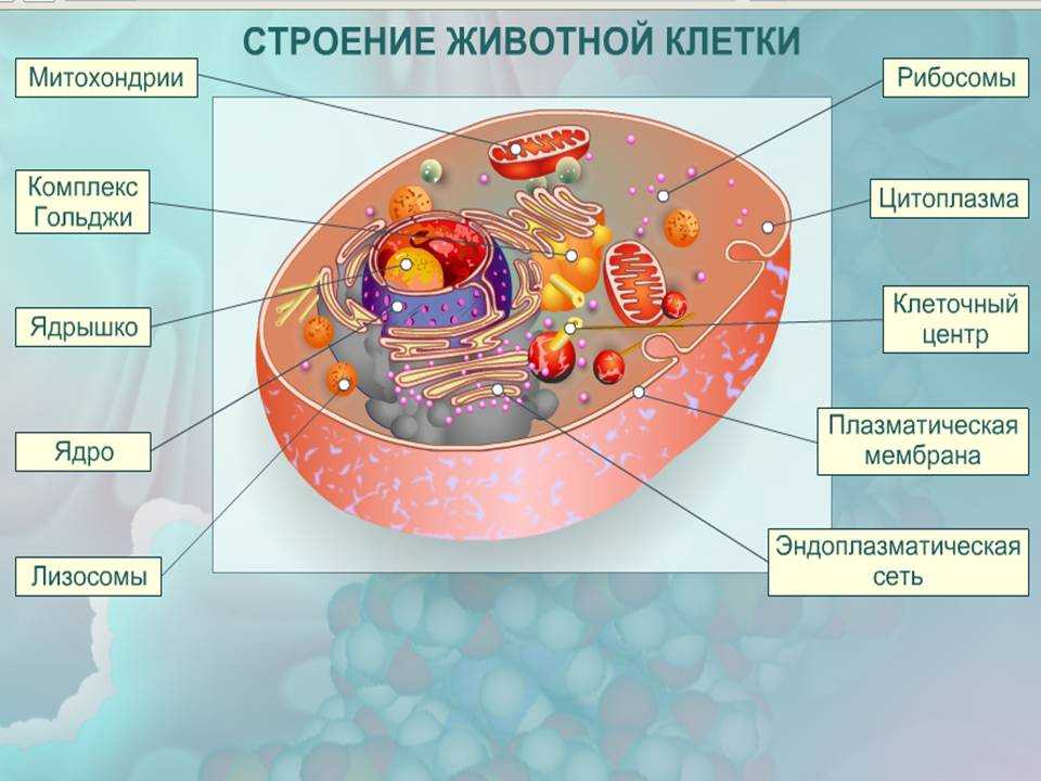 Клеточный центр - особенности строения, функции и роль