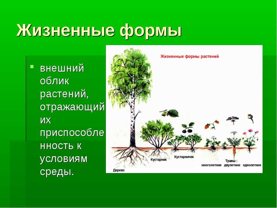 Высшие растения: признаки, происхождение и жизненный цикл
