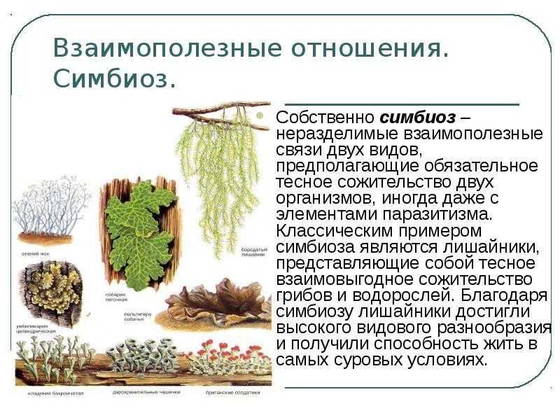 Симбиоз: примеры в природе. симбиоз животных: примеры. симбиоз в растительном мире :: syl.ru