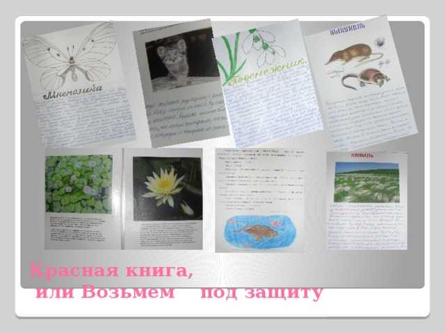 Сообщение на тему «красная книга россии»: краткий школьный доклад о животном и растительном мире
