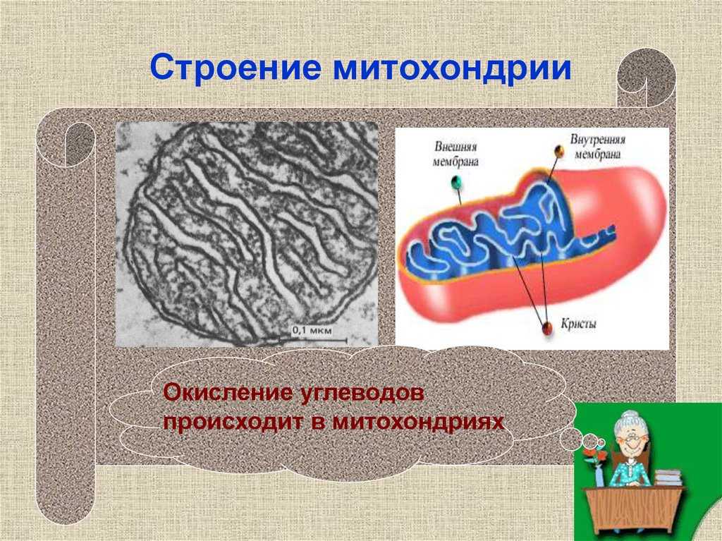 Строение и функции митохондрий. сходства и различия с хлоропластом