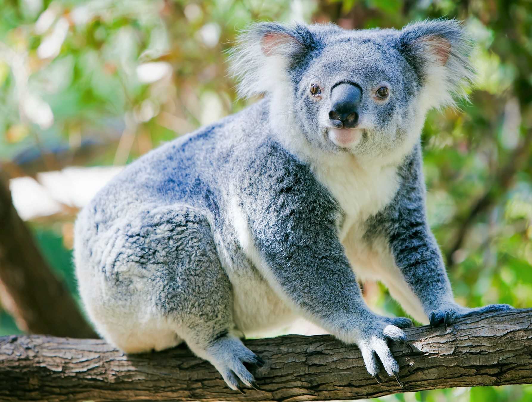 Животные обитающие в австралии с фото и названиями, список