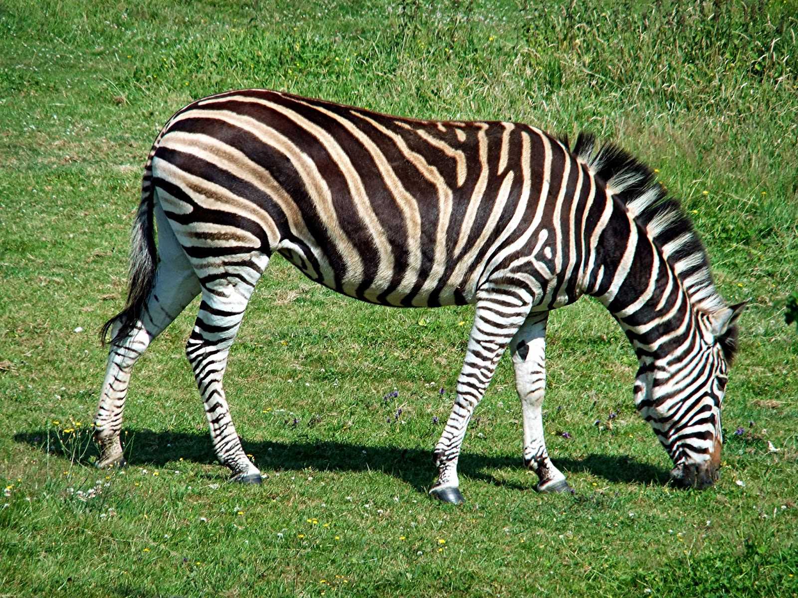 Зебра: описание животного, ареал обитания, виды, фото + интересные факты