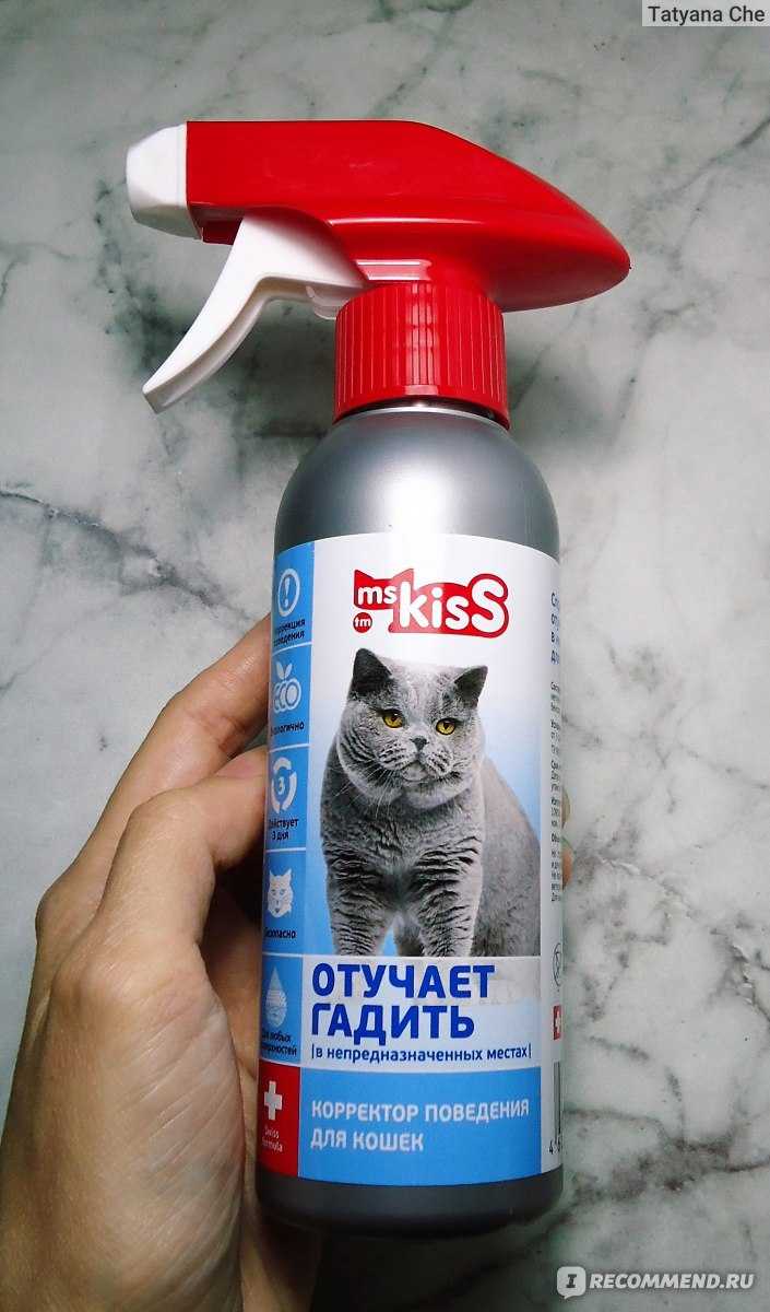 Как избавиться от запаха кошачьей мочи: 10+ лучших средств