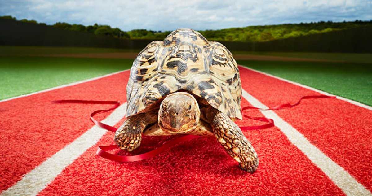Максимальная скорость черепахи.