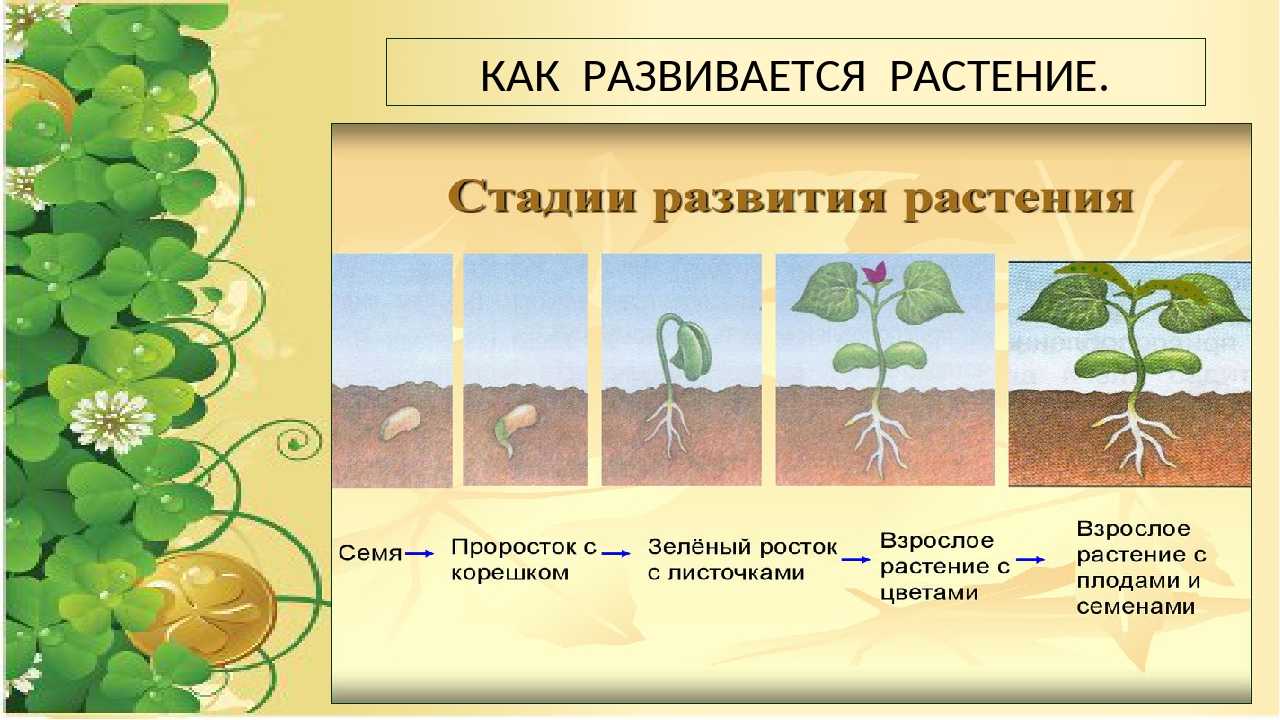 В чем заключается размножение в жизни растения. Стадии роста растений. Этапы роста и развития растений. Этапы развития растения из семени. Размножение и развитие растений 3 класс.