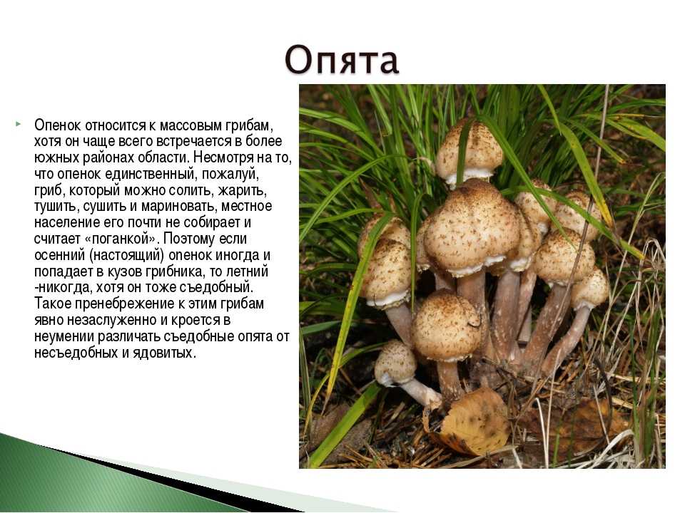 Популярные съедобные грибы: фото и названия с описанием