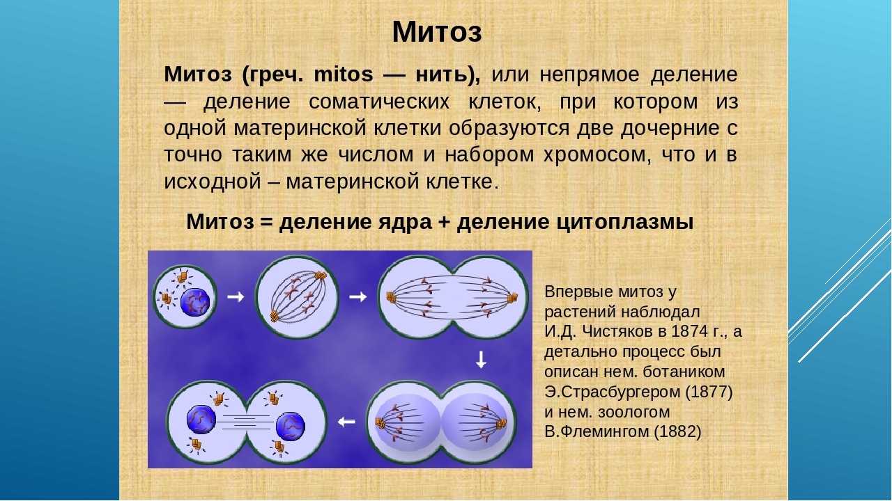Биологический смысл деления клетки. Митоз 5 класс биология. Эукариот - митотическое деление клетки.. Опишите процесс митоза 10 класс. Этапы деления клетки митоз.