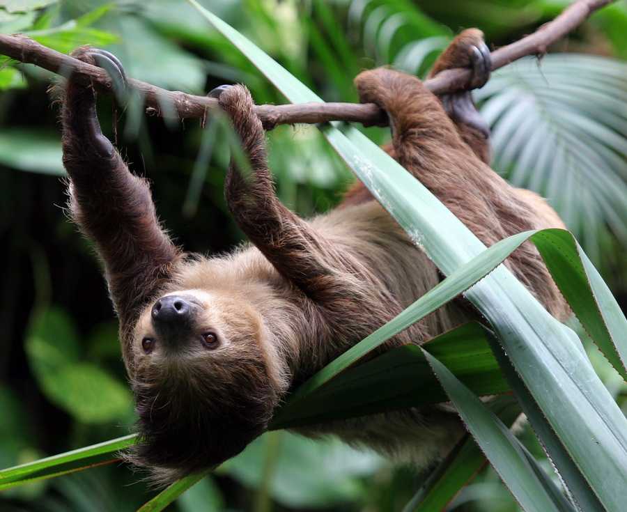 Ленивец: образ жизни животного, фото, ареал обитания, интересные факты как живут ленивцы