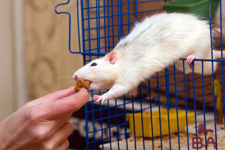 Чем кормить домашнюю крысу, список разрешенных продуктов