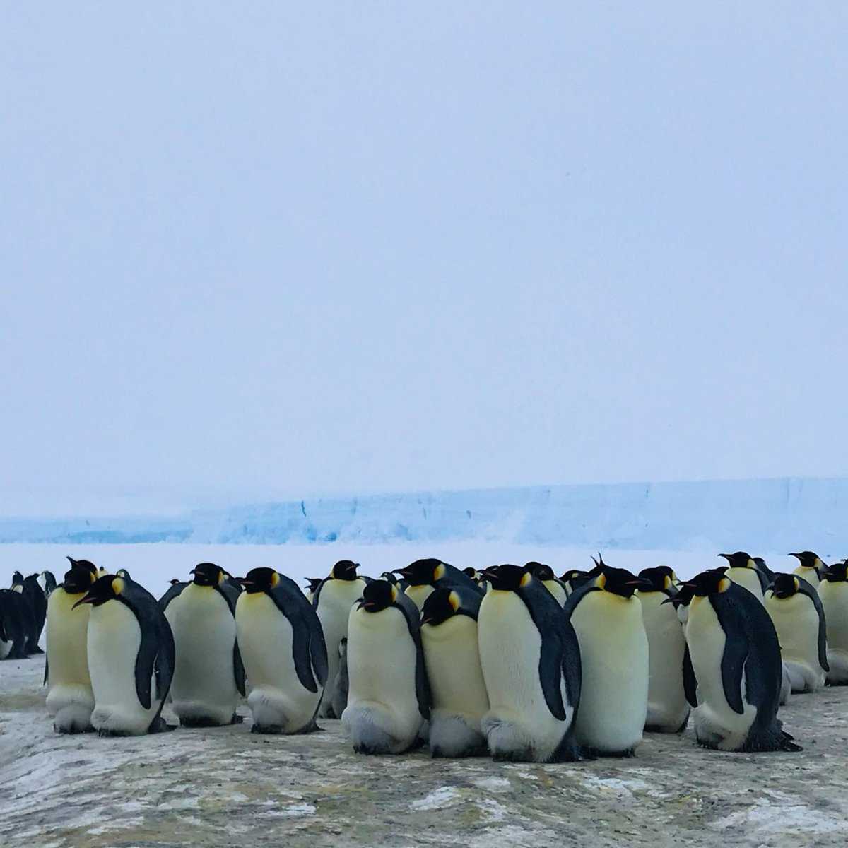 Почему пингвины не живут в арктике, а белые медведи в антарктиде