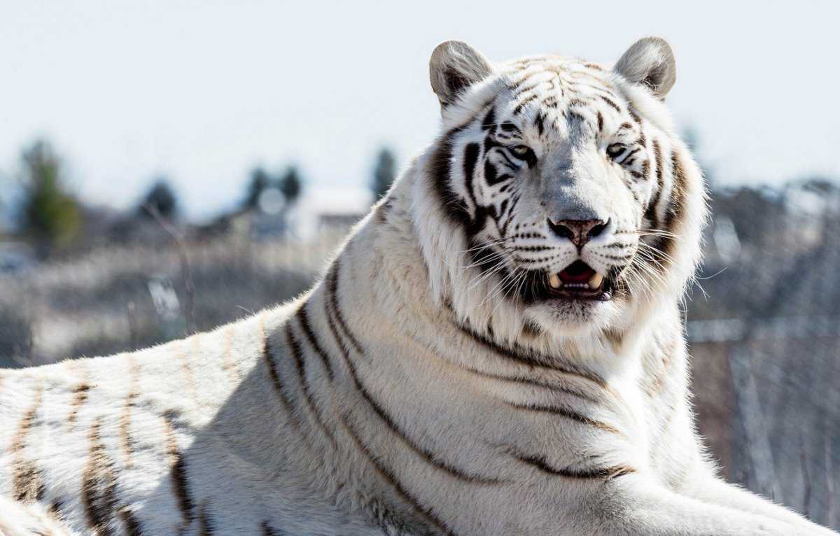 Редкие животные из красной книги. бенгальский тигр - хвастунишка
                                             - 26 февраля
                                             - 43035675583 - медиаплатформа миртесен