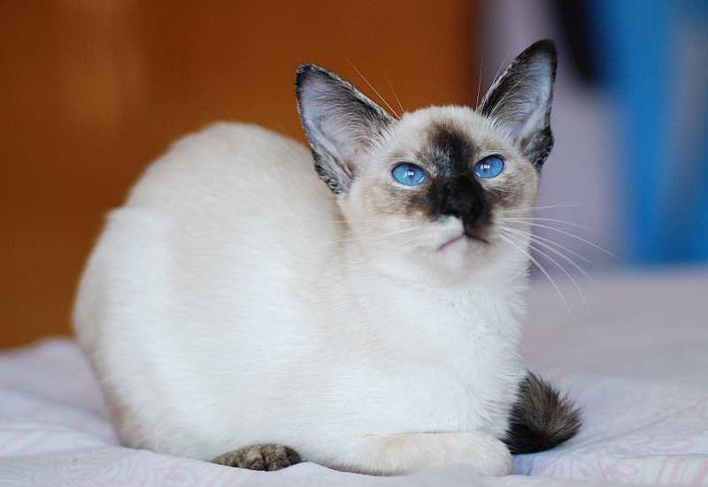 Балинезийская кошка: фото и описание породы, характер, особенности ухода :: syl.ru