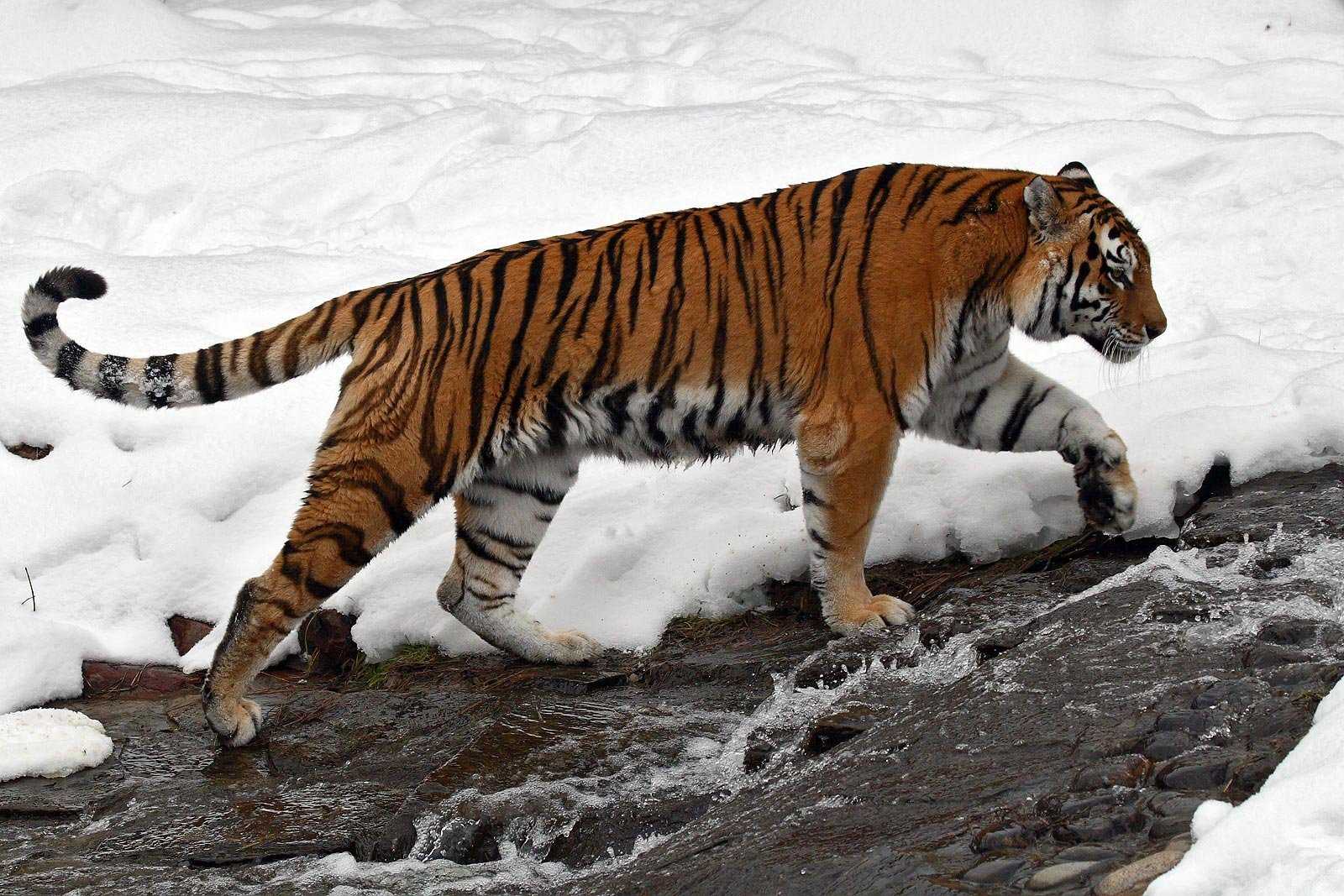 Уссурийский тигр. описание, особенности, образ жизни и среда обитания хищника | живность.ру