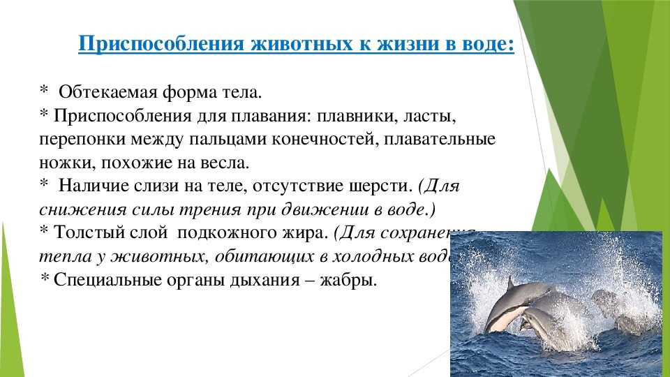 Рыбы классификация в биологии и особенности внутреннего и внешнего строения - tarologiay.ru