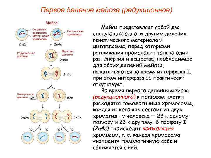 Митотическое деление клеток таблица. Биология 9 класс клеточный цикл митоз. Жизненный цикл клетки схема.