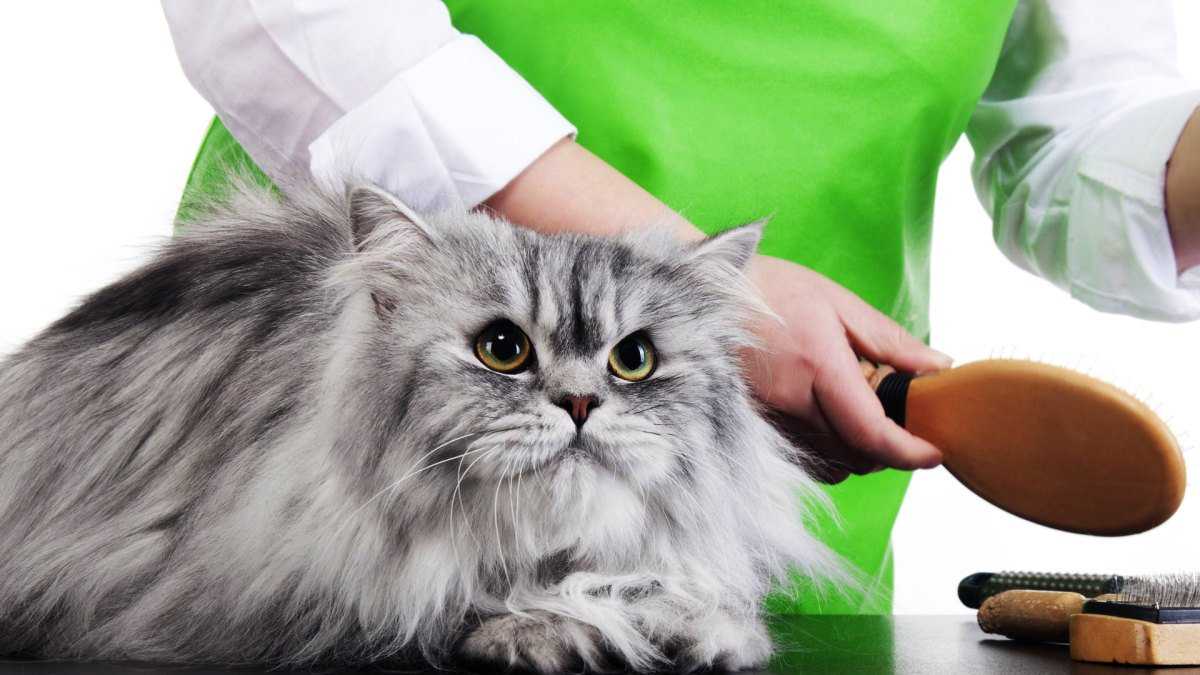 Щетка для кошек: вычесывание шерсти и подшерстка, как выбрать и какие бывают, пуходерка, угловая и резиновая перчатка
