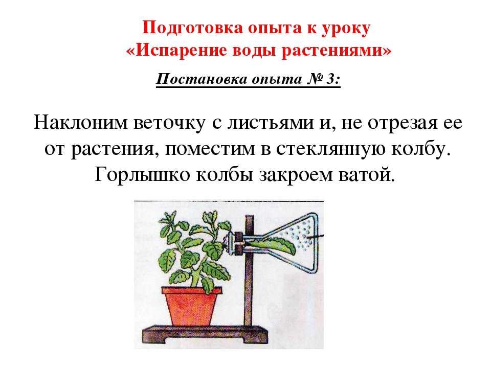 Объясните почему растение во 2 стакане завяло. Опыт испарение воды растениями 6 класс биология. Опыт доказывающий испарение воды растениями. Испарение воды растениями эксперимент. Опыты с растениями.