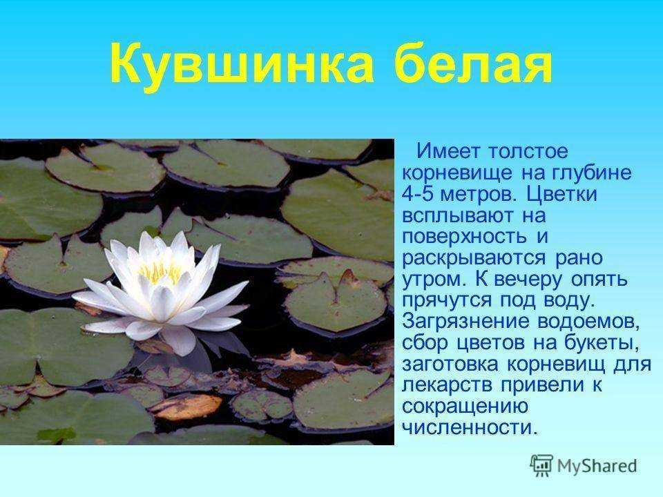 Растения красной книги россии