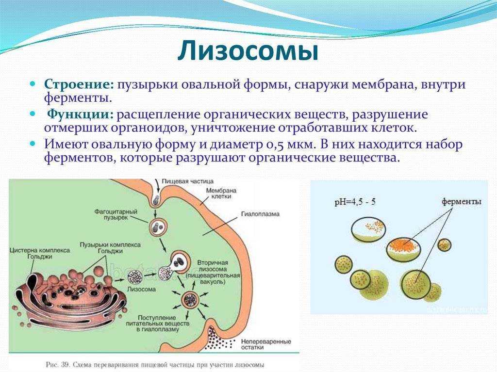 Лизосомы. строение и функции в клетке