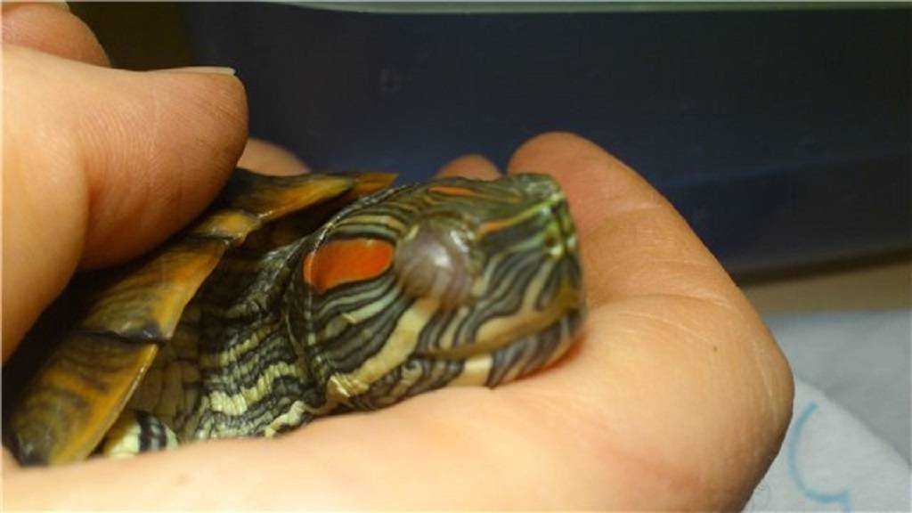 ОТВЕТ: Скорость передвижения черепах зависит от вида и от того, сколько лет животному Молодые черепахи намного медленнее, чем старые