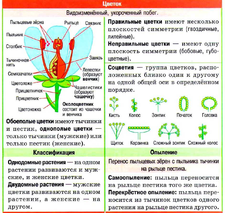 Ботаника в схемах