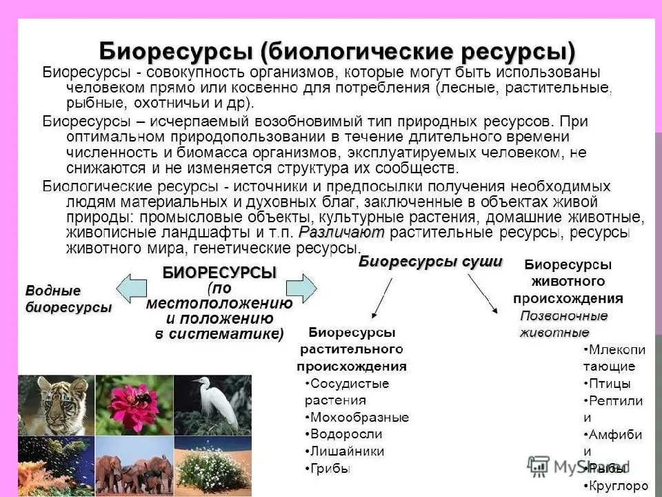 Природные ресурсы россии — характеристика, виды, запасы и охрана — природа мира
