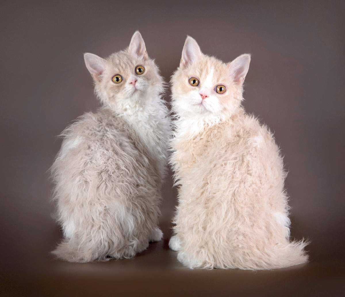 Самые красивые породы кошек - фото с названиями, описания пород