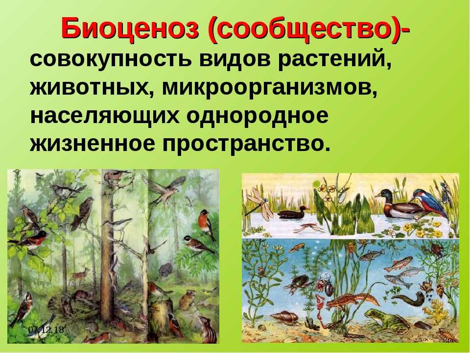 Биоценоз – что это в биологии: примеры искусственной и естественной классификации, горизонтальная структура | tvercult.ru