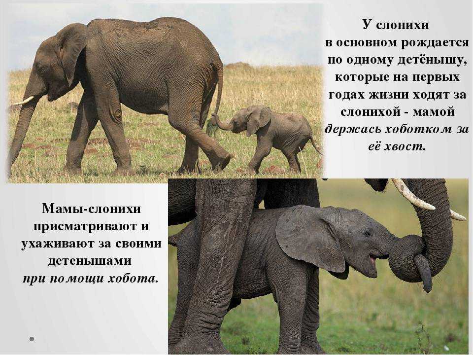 Слоны – фото, описание, виды, ареал, рацион, враги