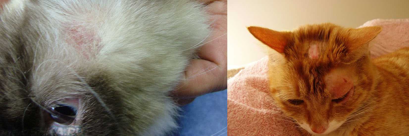 Лишай у кошек и котов: симптомы, как лечить, фото и видео | трихофития, микроспория