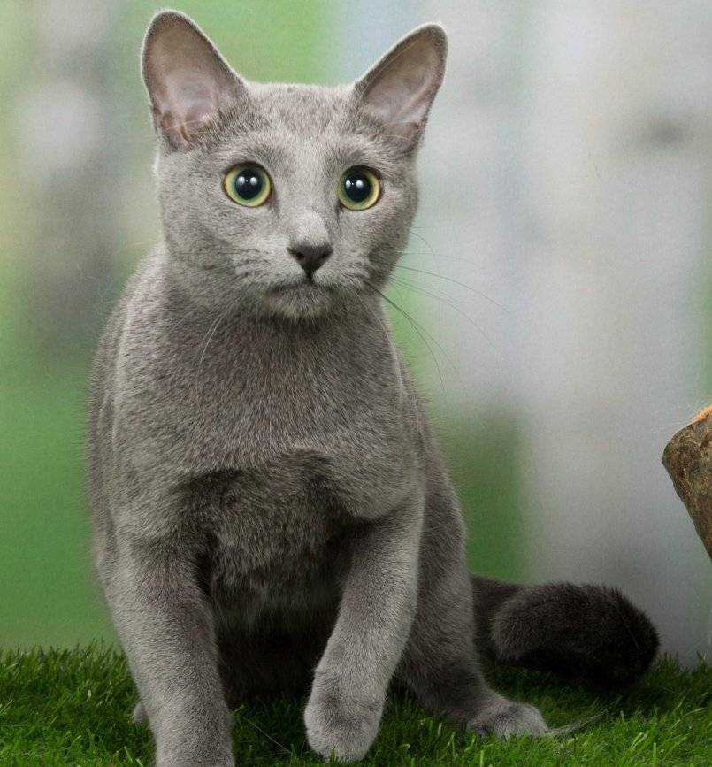 Русские породы кошек [фото + список пород]