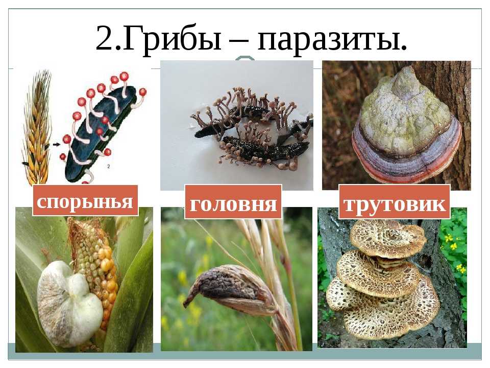 § 16. грибы-паразиты / биология 5 класс. пасечник