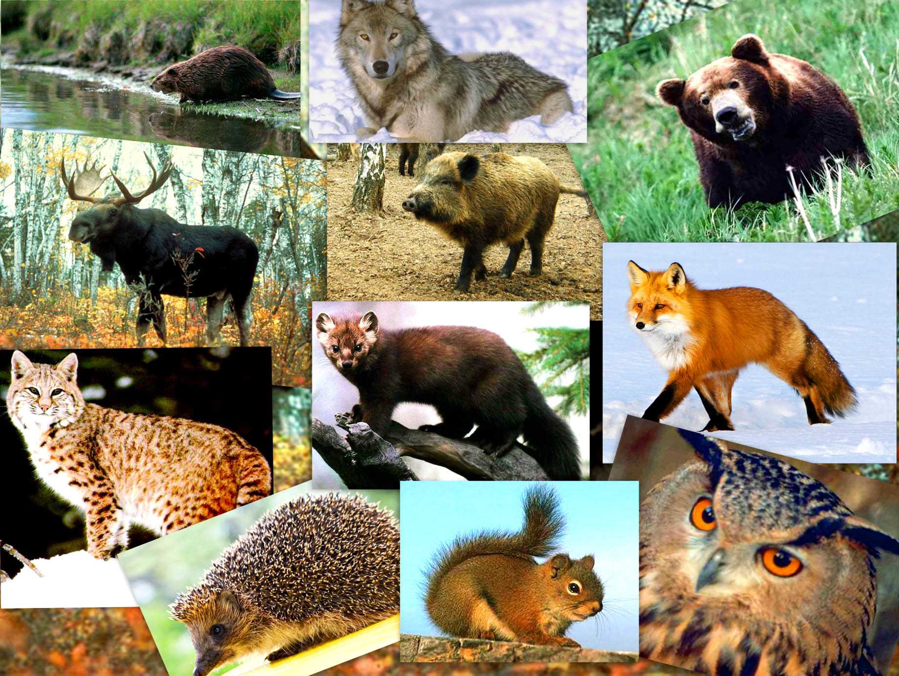 Характеристика царства животных, признаки животных, среда обитания