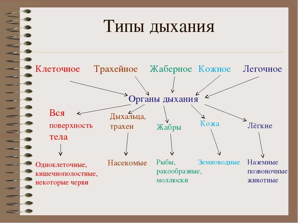 Таблица класс органы дыхания. Типы дыхания. Типы дыхания схема. Способы дыхания животных. Типы дыхания у человека таблица.