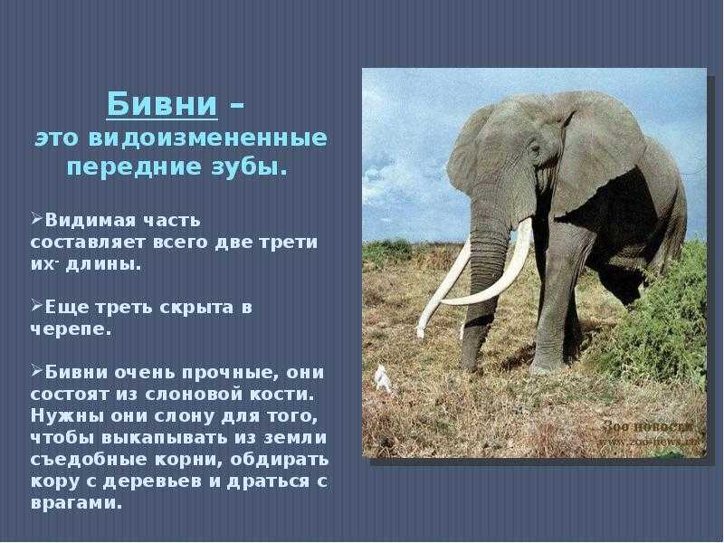 Проект- слон больше, чем животное/зачем слону такой длинный хобот — letopisi.ru