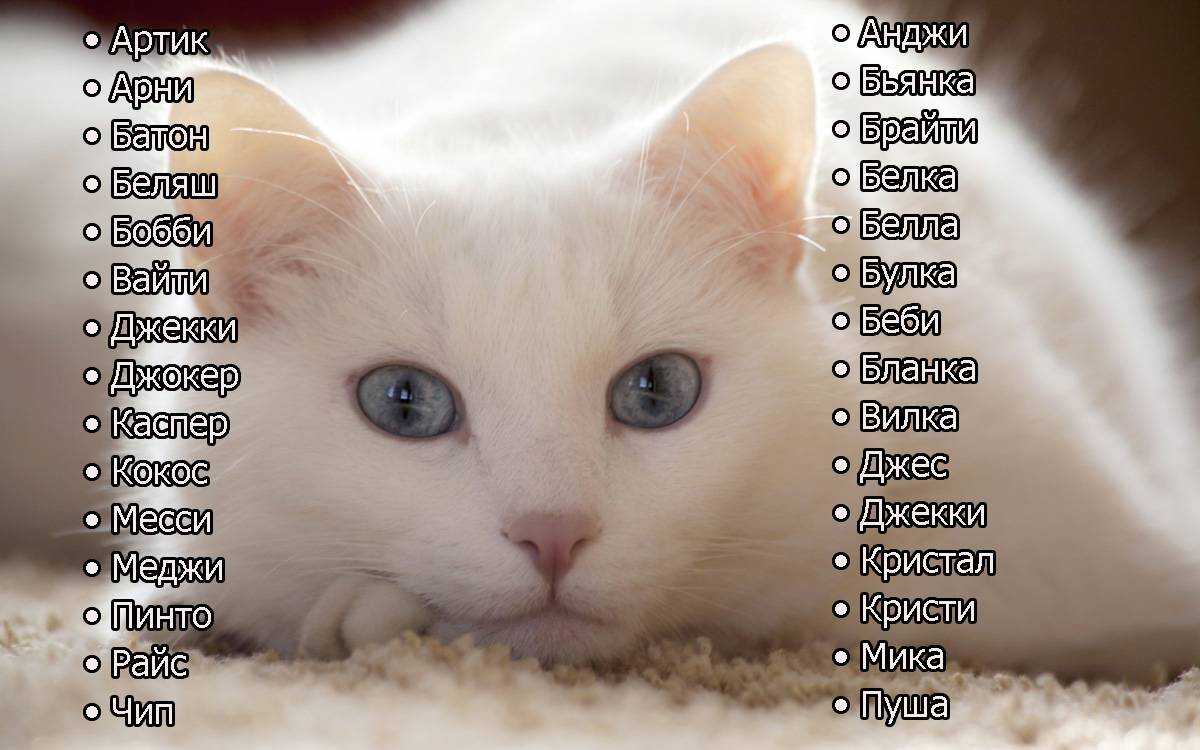 Имена для серых котят мальчиков и девочек по алфавиту