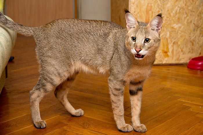 5 пород кошек с кисточками на ушах: описание и названия, правила ухода и содержания