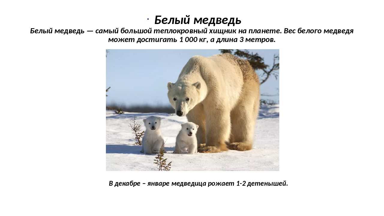Белый медведь: описание, питание, потомство (фото)