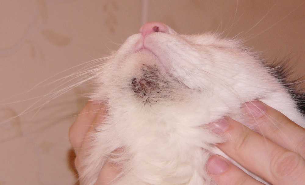 Фелиноз (болезнь кошачьей царапины) - лечение и симптомы