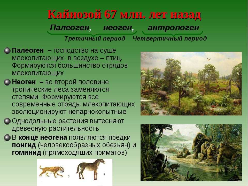 Меловой период | динозавры, животные, растения, климат, ароморфозы