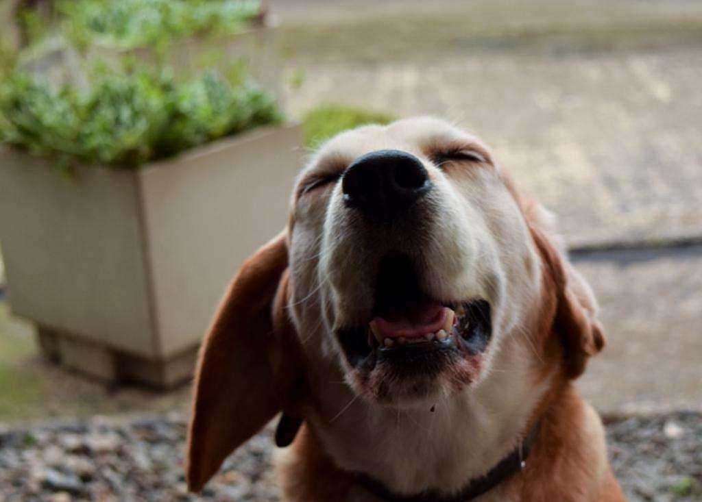 Собака часто чихает: причины, что делать и как лечить | petguru
