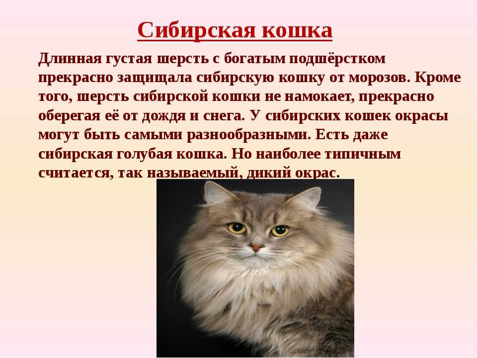 Исчерпывающая информация о русских породах кошек Список пород, особенности и цены на котят