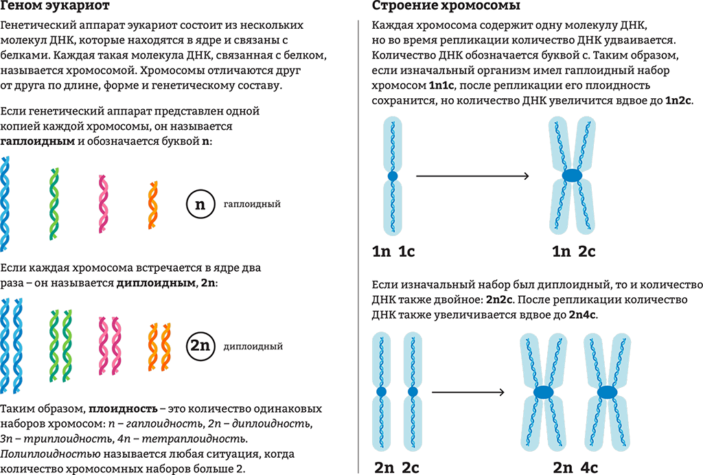 Б образование двухроматидных хромосом