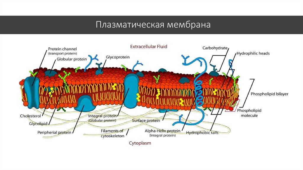 Наружная и внутренняя мембрана клетки. Плазматическая мембрана плазмалемма. Схема строения плазматической мембраны. 5. Строение плазматической мембраны. Гликопротеин плазматических мембран.