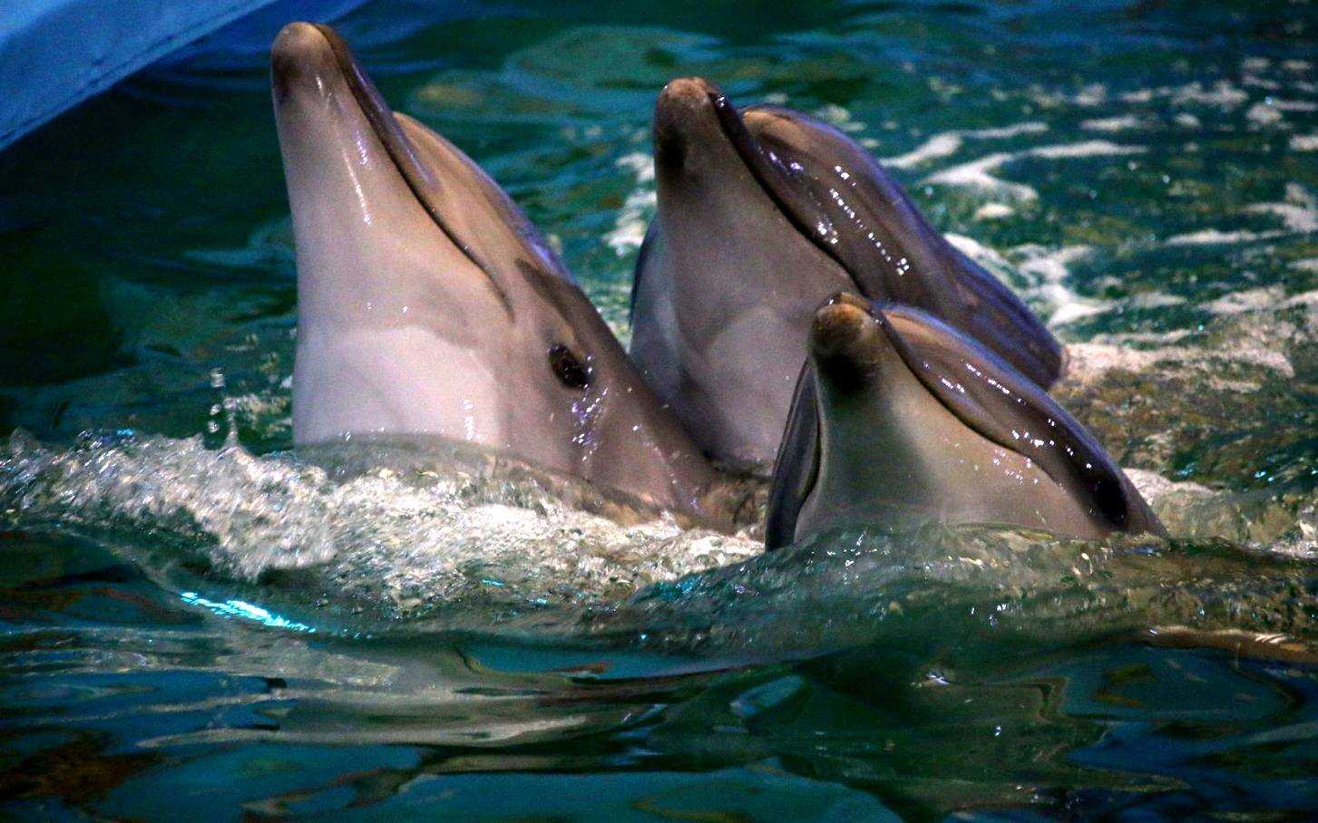 Животный мир. афалина или бутылконосый дельфин