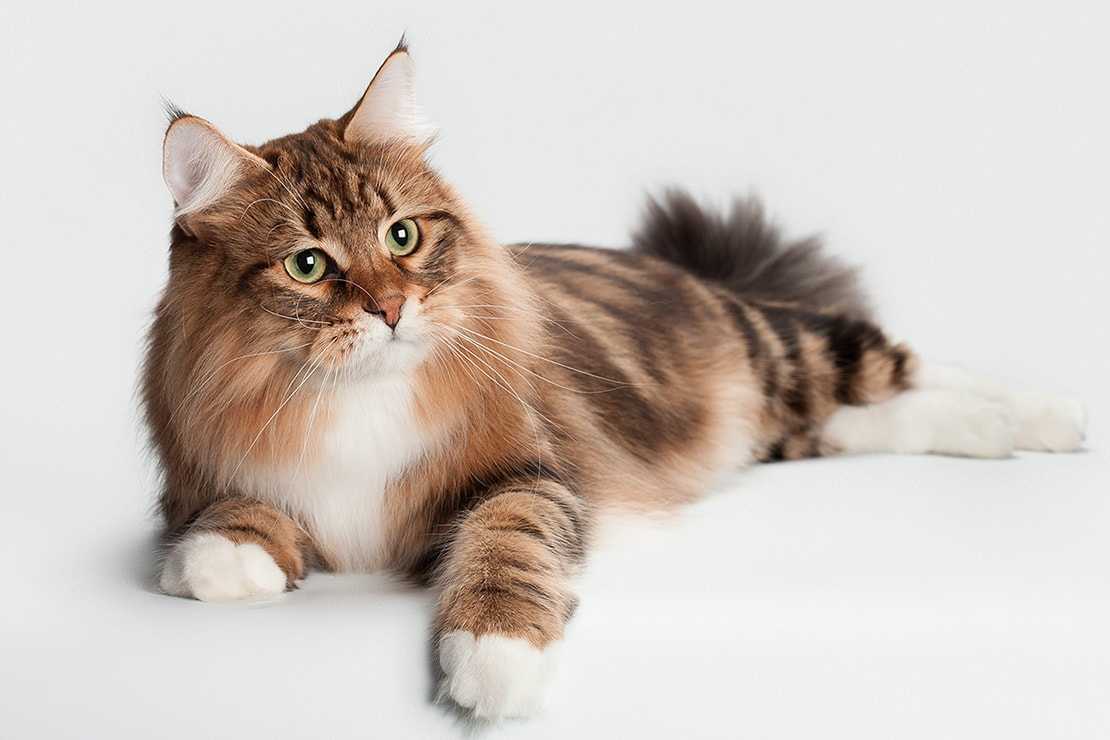 30 самых популярных пород кошек и их происхождение